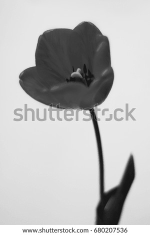Red Tulip on a White Background 3 - Black & White Photo 