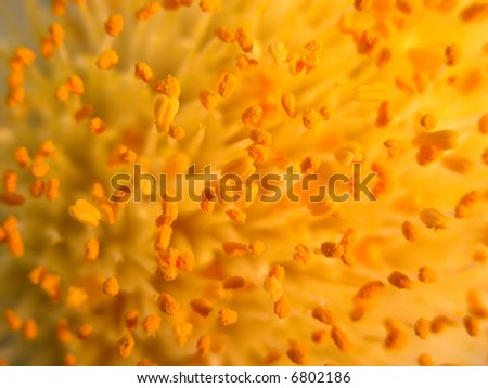 Orange flower (background)
