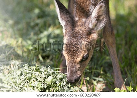 Baby deer, wildlife background 
