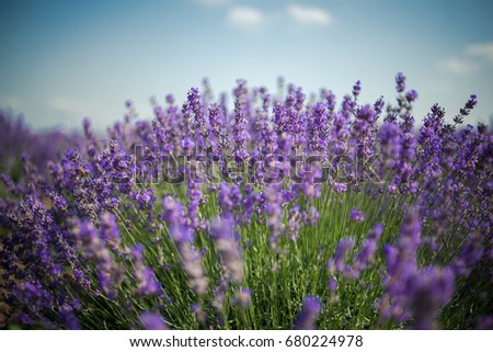 Lavender bushes closeup on sunset. Sunset gleam over purple flowers of lavender. Bushes on the center of picture 