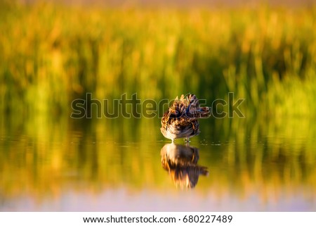Wonderful light and bird. Lake background. Common Snipe Gallinago gallinago