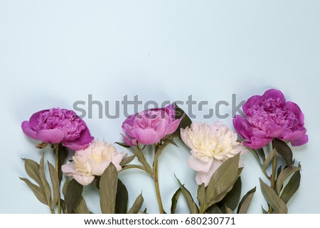 Pink and white peony flowers isolated on blue background
