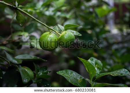 Lime in the backyard Royalty-Free Stock Photo #680233081