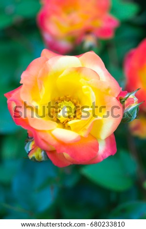 Orange rose with green background