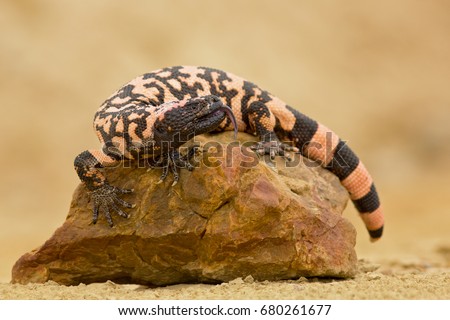 Gila monster (Heloderma suspectum is a species of venomous lizard native to the southwestern United States and northwestern Mexican state of Sonora. A heavy, typically slow-moving lizard. Royalty-Free Stock Photo #680261677