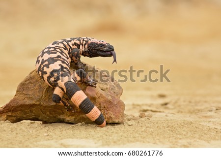 Gila monster (Heloderma suspectum is a species of venomous lizard native to the southwestern United States and northwestern Mexican state of Sonora. A heavy, typically slow-moving lizard. Royalty-Free Stock Photo #680261776