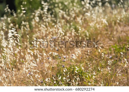 Summer blurred background. Dry flowers and spikelets grass in sun rays.