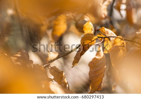 Shiny leafs