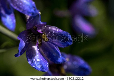 Blue Delphinium with water drops macro