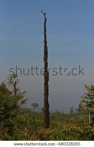 dead trees in the reservoir with blue sky - Thakhek Loop