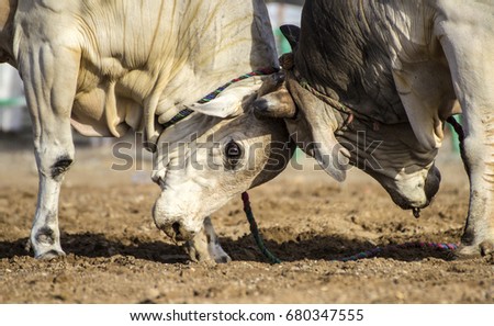 Bulls wrestling during a traditional bull fight in Fujairah corniche, United Arab Emirates.