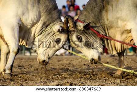 Bulls wrestling during a traditional bull fight in Fujairah corniche, United Arab Emirates.