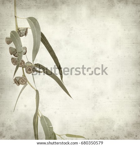 textured old paper background with Eucalyptus globulus branch with woody fruit
