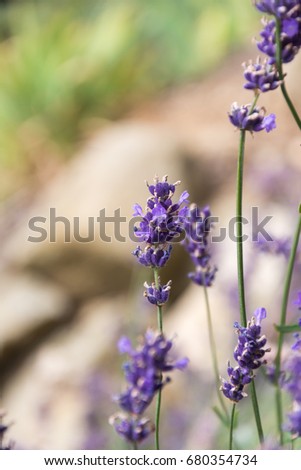 Amazing English Lavender flowers, also known as Lavandula angustifolia. 
Perfect image for: lavender fields or farm, lavender summer landscape, lavender flower isolated, oil or dry.