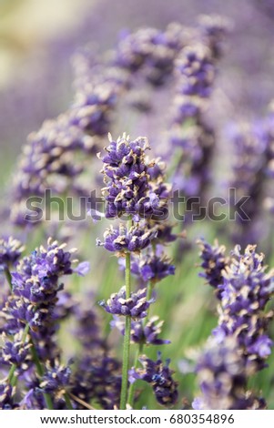 Amazing English Lavender flowers, also known as Lavandula angustifolia. 
Perfect image for: lavender fields or farm, lavender summer landscape, lavender flower isolated, oil or dry,florist and garden.