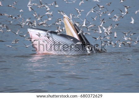 
A Bryde's whale feeding on fish above the sea surface with a flock of seagulls flying around and waiting for catch small fish from mouth of the large whale in The Inner Gulf of Thailand. 