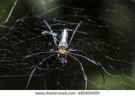 close up Spider are hunting victims on cobweb
