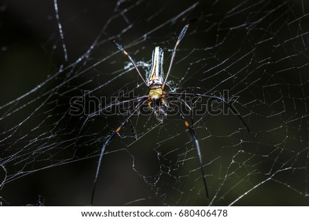 close up Spider are hunting victims on cobweb