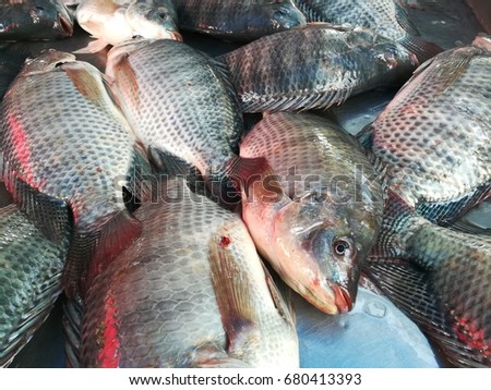 fresh fish in market Thailand