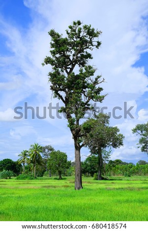 Green grass or green rice plant with tree landscape view against blue sky and white clouds background