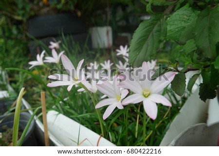 Rain Lily flower blooming in nature garden, Rain Lily flower is called "First Love", usually blooming after a lot of rain.