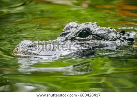 Close-up picture of crocodile swimming in the water.