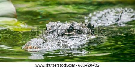 Picture of crocodile swimming in the green water.