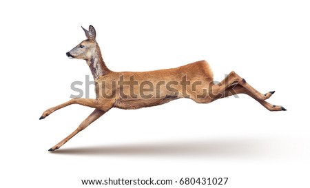 Jump of the Roe Deer (with shadow) isolated on white.