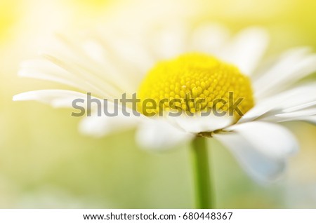 Summer flowers camomile blossoms on meadow. Macro photo. Soft focus.