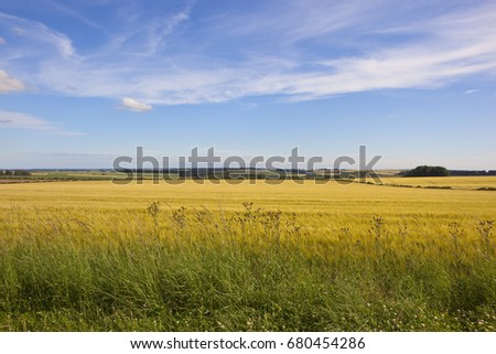 golden barley fields with wildflowers and a view of the vale of york under a blue summer sky in the yorkshire wolds