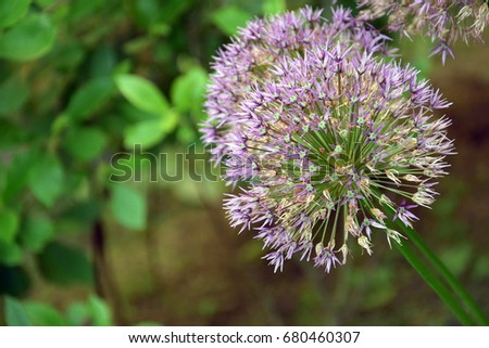 Light blue isolated star of Persia or Allium cristophii or Persian Onion on a green background