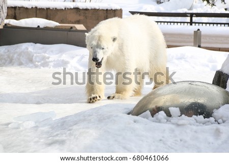  polar bear (white bear) walking on snow.