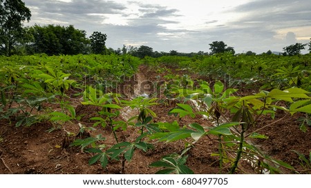 manioc farm in asia evening time