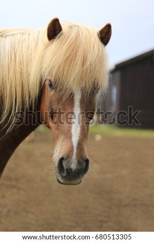 Front view of chestnut Icelandic Horse