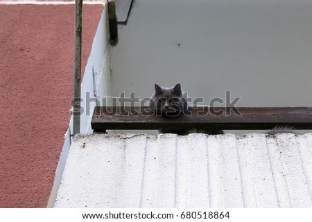 Grey cat on a balcony. Slovakia