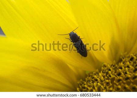 Bug on a sunflower petal