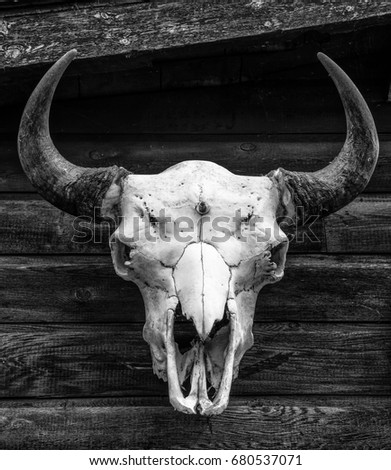 Bison skull nailed to a building in Black and White