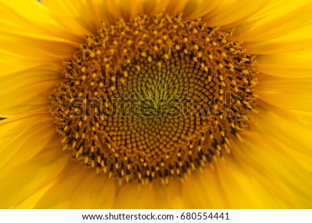 The middle of the sunflower