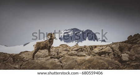 Big horn sheep on mountain in Jasper, Wilcox Pass, Canada Royalty-Free Stock Photo #680559406
