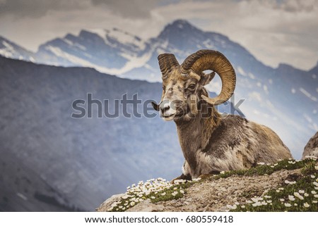 Big horn sheep sitting on mountain in Jasper, Wilcox Pass, Canada Royalty-Free Stock Photo #680559418