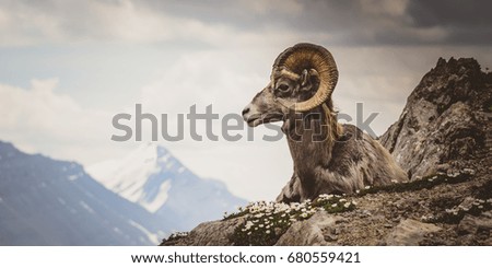 Big horn sheep sitting on mountain in Jasper, Wilcox Pass, Canada Royalty-Free Stock Photo #680559421