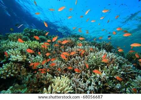 Tropical Coral Reef and Colorful Anthias Fish
