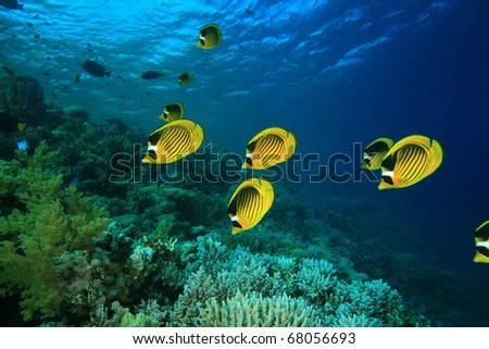 School of Red Sea Raccoon Butterflyfish on a tropical coral reef