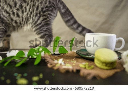 Scottish fold cat with white cup of coffee and green macaroons