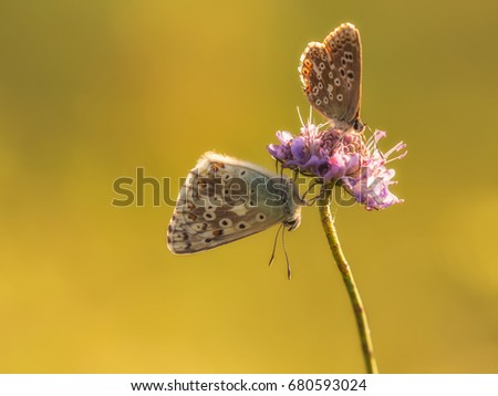 Butterfly Summer. Lovely Gossamer Winged Butterfly in the rural countryside of Bavaria, Germany in Europe. Close up Picture in the evening sunset