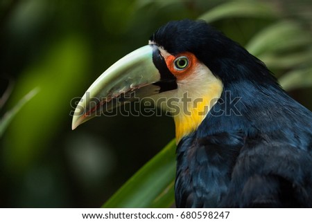A colored toucan: chestnut-eared aracari (Pteroglossus castanotis).
