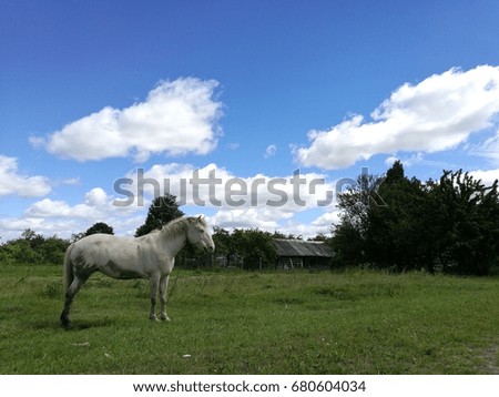White horse in nature in a village on green grass