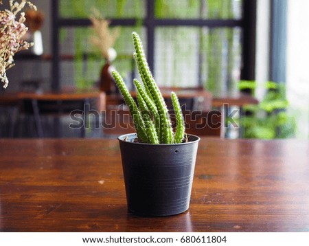 A beautiful green shape of cactus in black pot on wooden table, selective focus with blur background. 