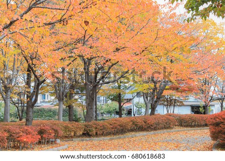 Japan autumn , Beautiful autumn leaves on road in soft focus and blur style, Obuse park ,Nagano,Japan.  Obuse park ,Nagano,Japan.