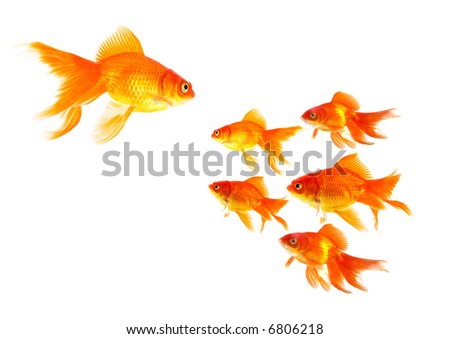 High resolution image of bored goldfish. This pictures is great for symbolizing anything where anyone stands out from the crowd.